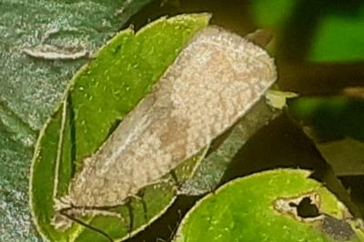 <i>Celypha striana</i>