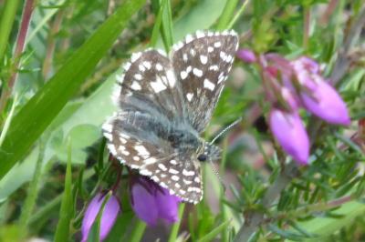 <i>Pyrgus malvae</i>