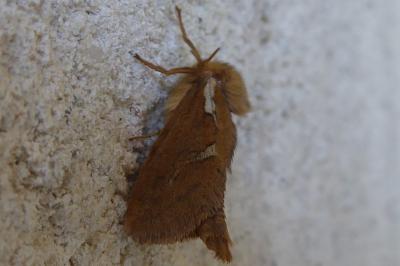 <i>Korscheltellus lupulinus</i>