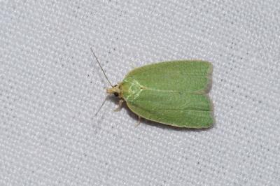 <i>Tortrix viridana</i>