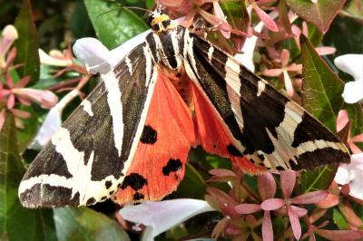 <i>Euplagia quadripunctaria</i>