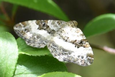 <i>Epirrhoe alternata</i>