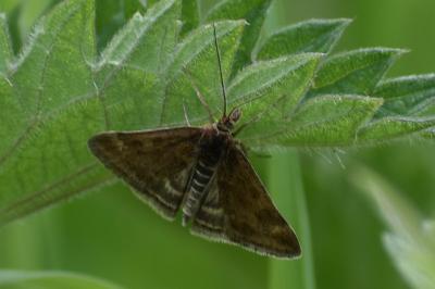 <i>Pyrausta despicata</i>