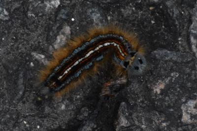 <i>Malacosoma neustria</i>