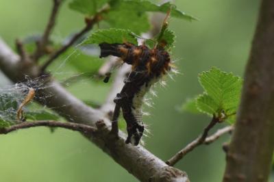 <i>Polygonia c-album</i>