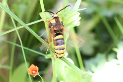 <i>Sesia apiformis</i>