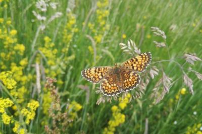 <i>Melitaea phoebe</i>