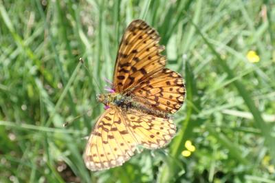 <i>Boloria selene</i>
