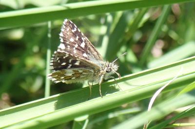 <i>Pyrgus malvae</i>
