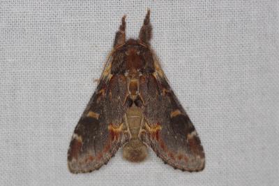 <i>Notodonta dromedarius</i>