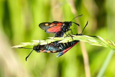 <i>Zygaena trifolii</i>