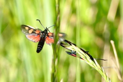 <i>Zygaena trifolii</i>