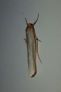 <i>Eilema caniola</i>