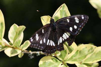 <i>Limenitis reducta</i>
