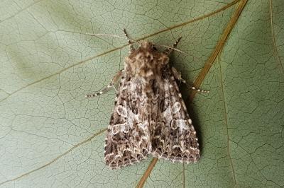 <i>Hadena bicruris</i>