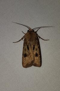 <i>Agrotis exclamationis</i>