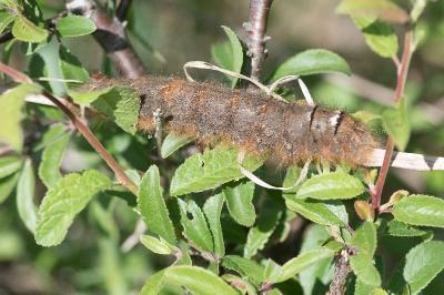 <i>Gastropacha quercifolia</i>