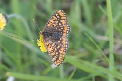 <i>Euphydryas aurinia</i>