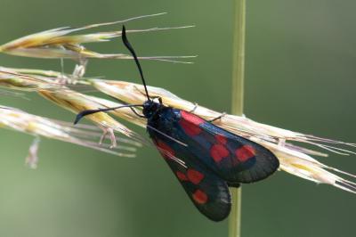<i>Zygaena trifolii</i>