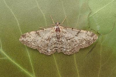 <i>Peribatodes rhomboidaria</i>