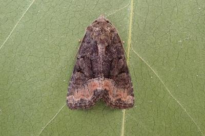 <i>Oligia</i>