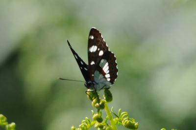 <i>Limenitis reducta</i>