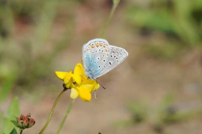 <i>Polyommatus icarus</i>