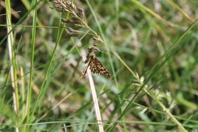 <i>Chiasmia clathrata</i>