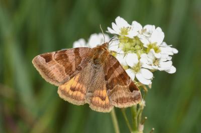 <i>Euclidia glyphica</i>