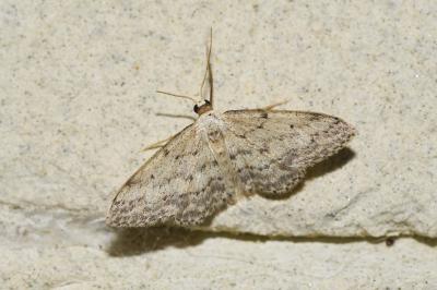 <i>Idaea seriata</i>