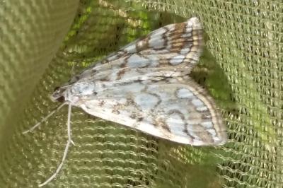 <i>Elophila nymphaeata</i>