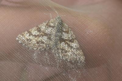 <i>Ematurga atomaria</i>