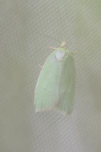<i>Tortrix viridana</i>