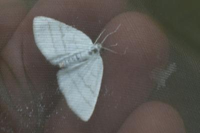 <i>Cabera pusaria</i>