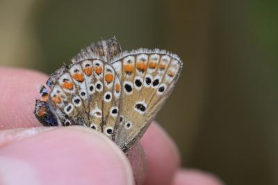 <i>Polyommatus icarus</i>