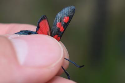 <i>Zygaena trifolii</i>
