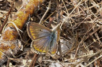 <i>Polyommatus icarus</i>