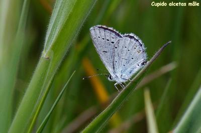 <i>Cupido alcetas</i>