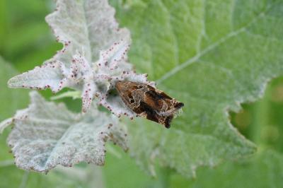 <i>Archips xylosteana</i>