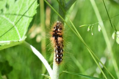 <i>Acronicta rumicis</i>