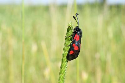 <i>Zygaena trifolii</i>