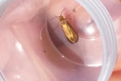 <i>Nemophora metallica</i>