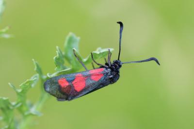<i>Zygaena trifolii</i>