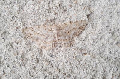 <i>Hypomecis punctinalis</i>