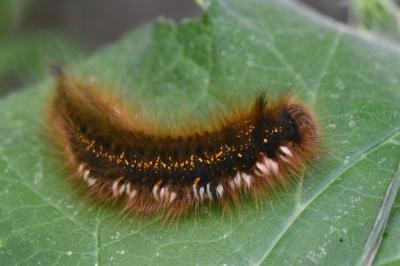 <i>Euthrix potatoria</i>