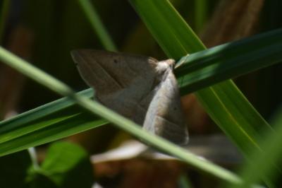 <i>Petrophora chlorosata</i>