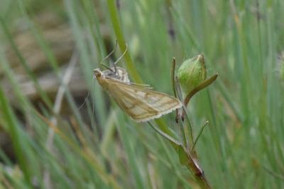 <i>Sitochroa verticalis</i>