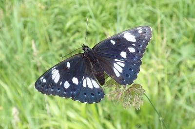 <i>Limenitis reducta</i>