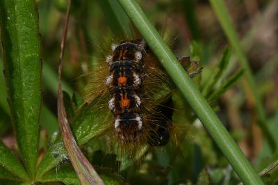 <i>Acronicta rumicis</i>
