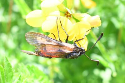 <i>Zygaena trifolii</i>